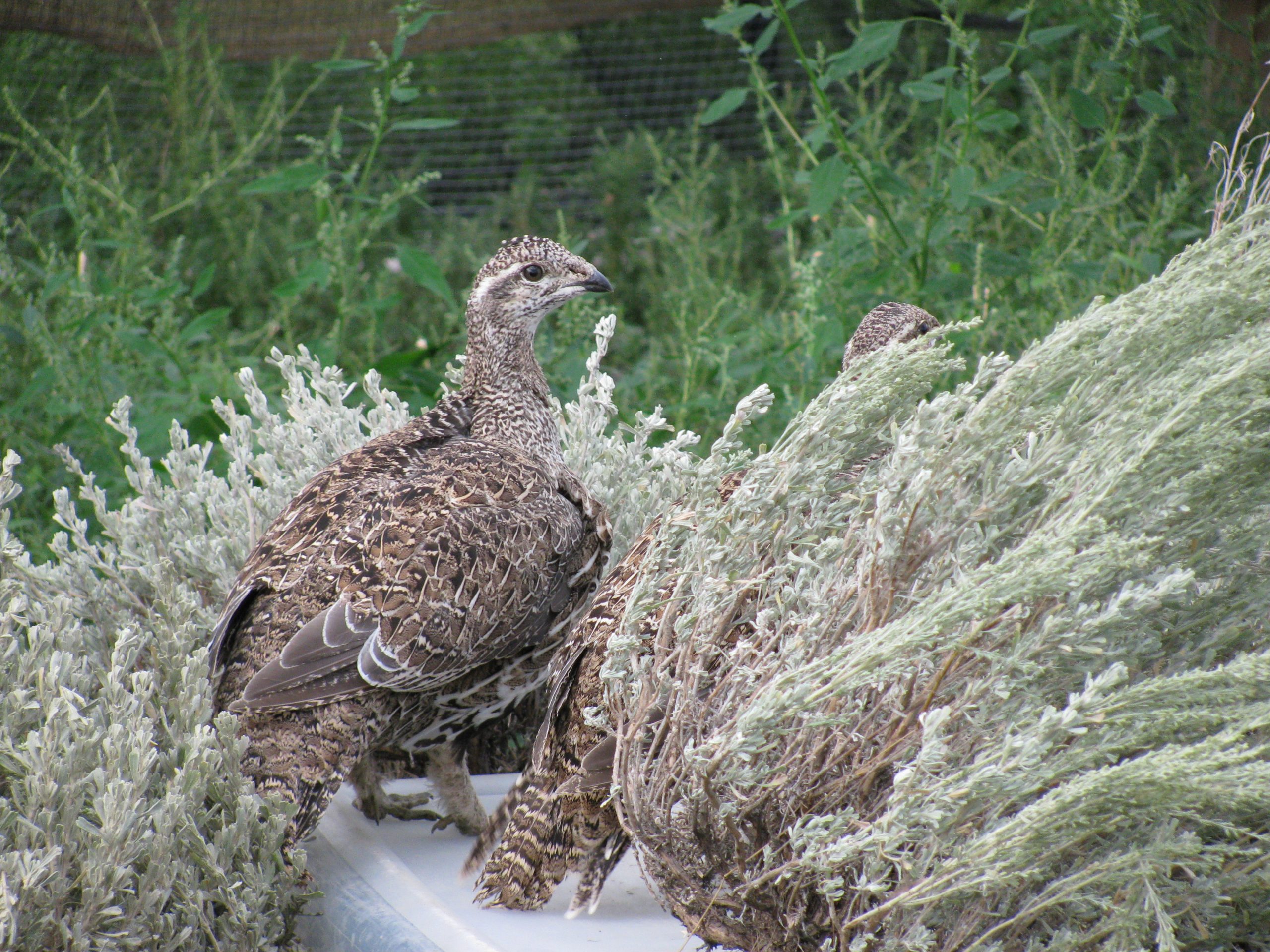 Grouse standing on a box amidst sagebrush and rabbitbrush, with one eye turned toward the camera.