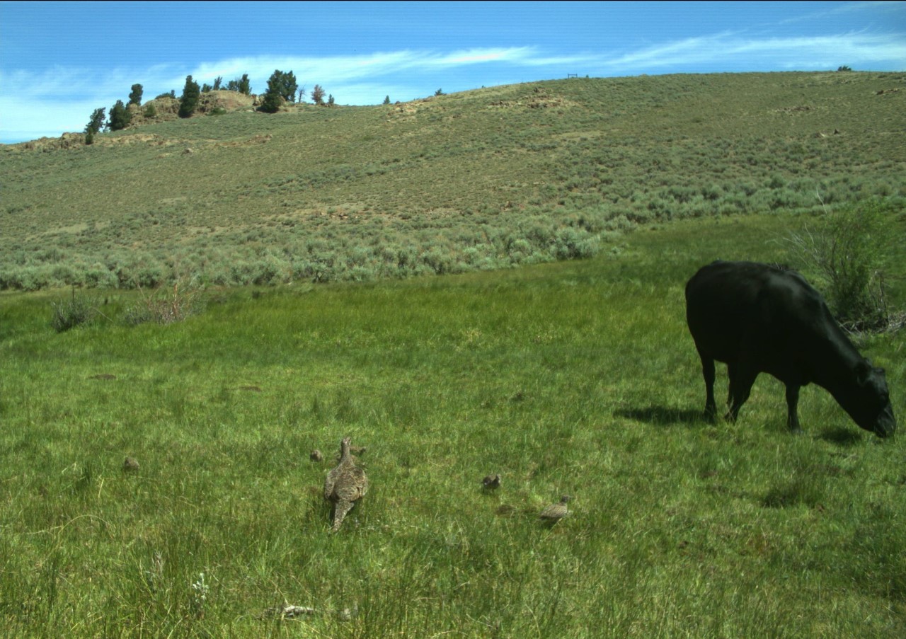 Cow grazing near Gunnison Sage-grouse in sagebrush