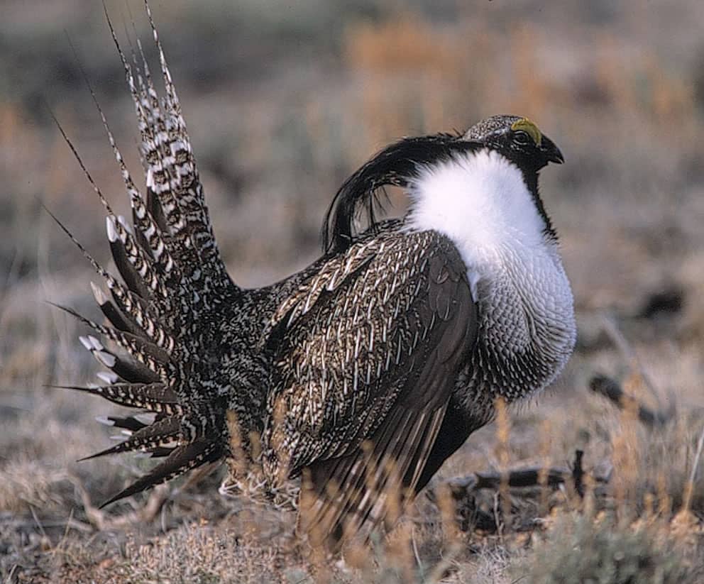 Male Gunnison Sage-grouse Photo by Dick Williams