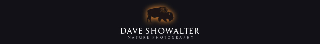 David Showalter Photographer